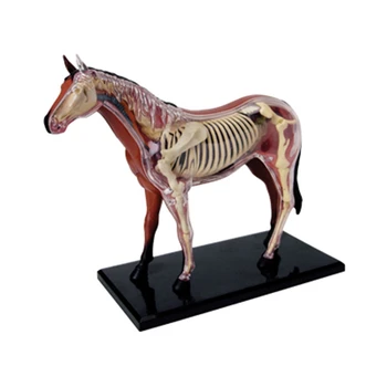 Gyvūnų Organų Anatomijos Modelis 4D Arklių Žvalgybos Surenkant Žaislą Mokymo Anatomijos Modelis 